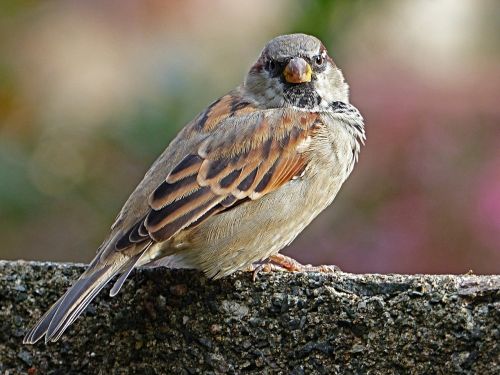 sparrow wall background blurred