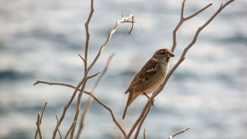 sparrow bird tree