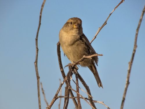 sparrow bird looking