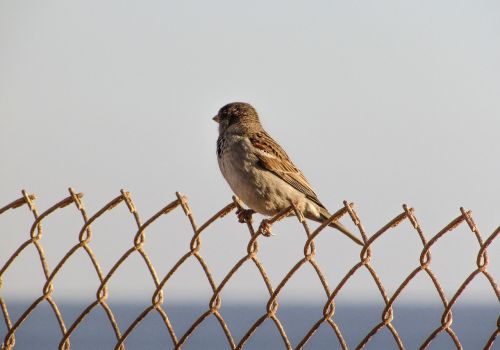 sparrow wire bird