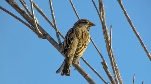 sparrow bird looking