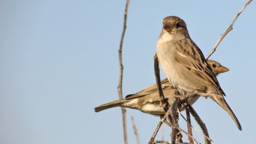 sparrow standing tree