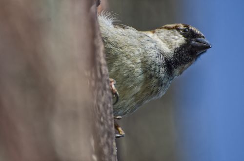 sparrow bird animal