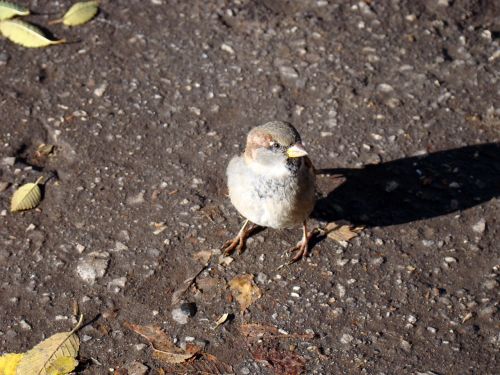 sparrow bird asphalt