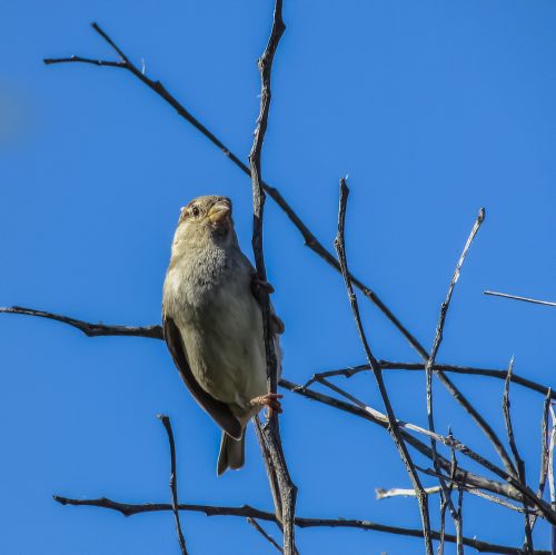 sparrow tree bird