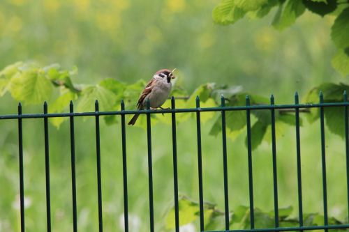 sparrow green animal