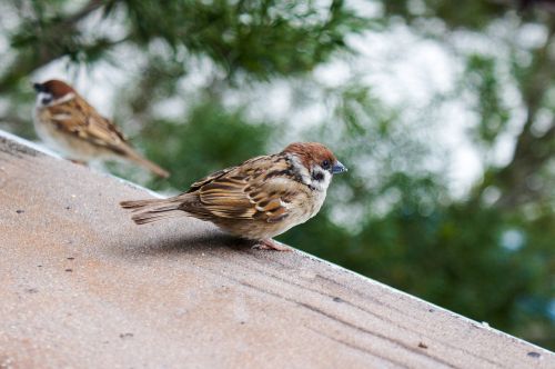 sparrow bird wildlife