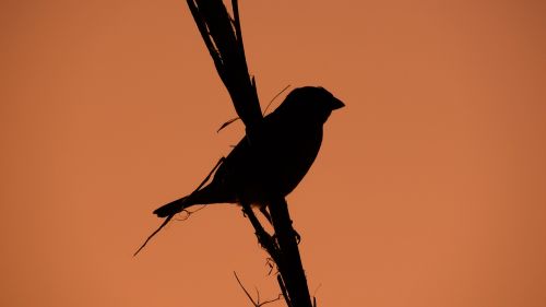 sparrow branch dusk