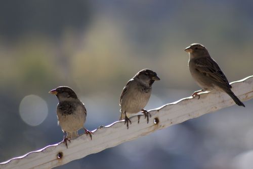 sparrow birds bokeh