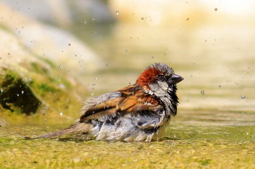 sparrow bird bathroom