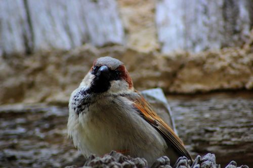 sparrow animal feathers