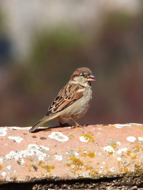 sparrow pardal bird