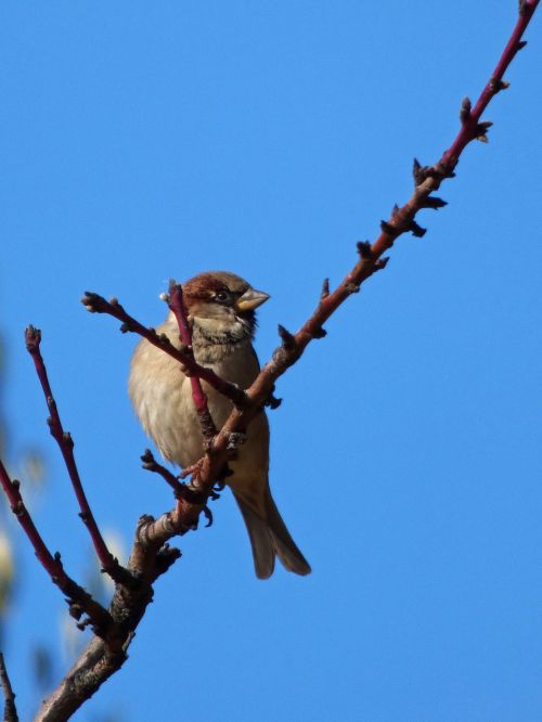 sparrow branch almond tree