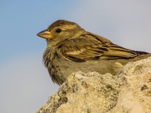 sparrow bird wildlife