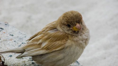 sparrow cute beach