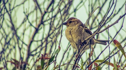 sparrow tree bird