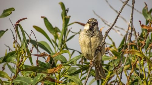 sparrow tree bird