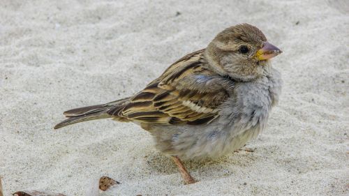 sparrow cute looking