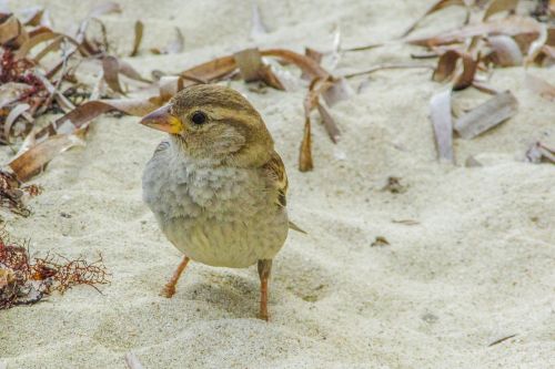 sparrow cute looking