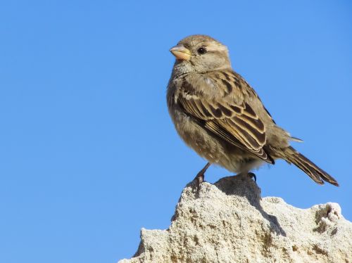 sparrow sitting rock