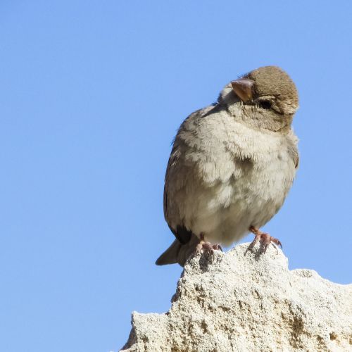 sparrow sitting looking