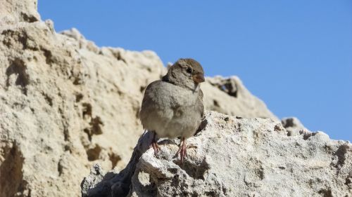 sparrow sitting rock