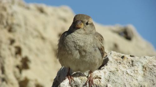 sparrow sitting rock