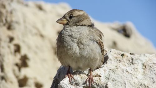 sparrow sitting rock