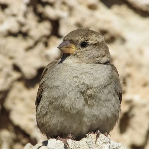 sparrow bird wildlife
