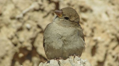 sparrow bird wildlife