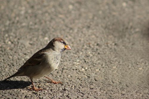 sparrow bird animal