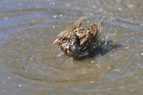 sparrow bathing water