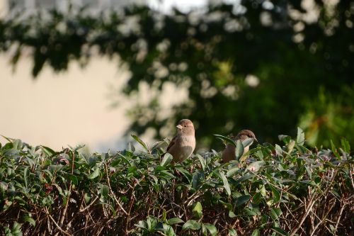 sparrow mláďě house sparrow
