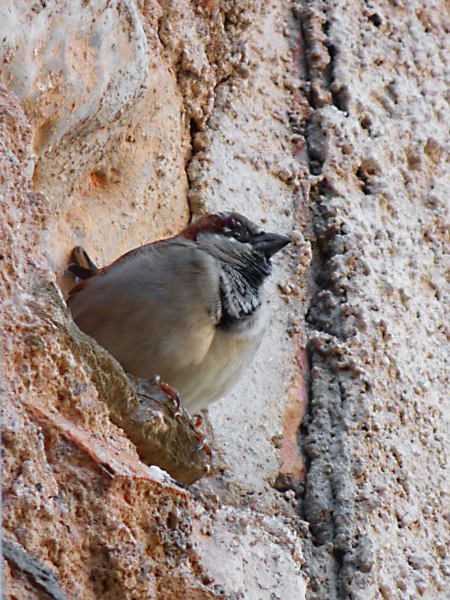 sparrow bird wall