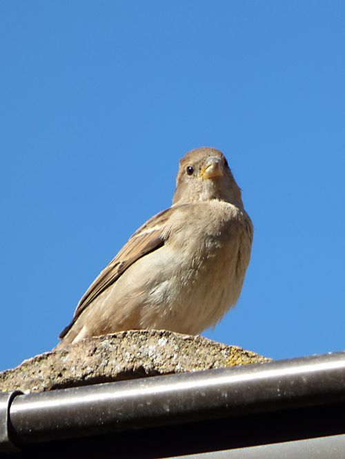 sparrow detail bird