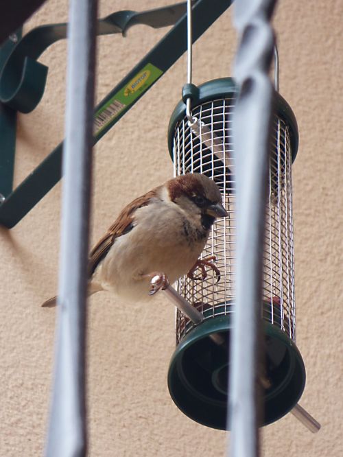 sparrow bird feeder