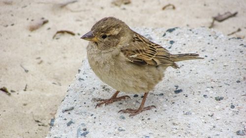 sparrow cute looking