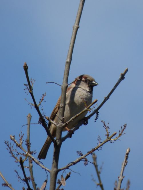 sparrow branches bird