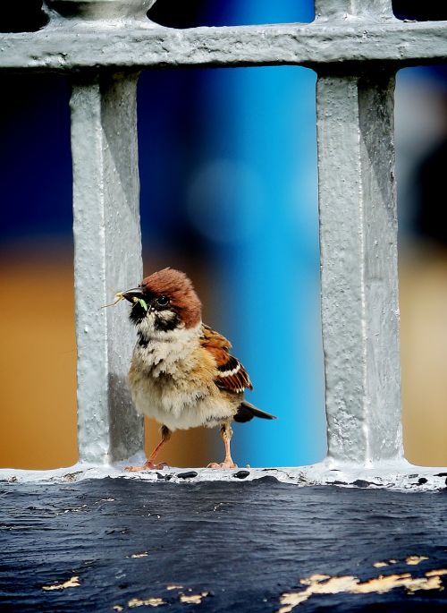 sparrow a living eat the caterpillar