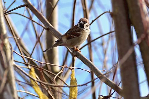 sparrow bird animal