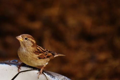 sparrow bird birdie