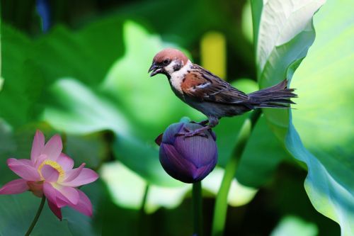 sparrow lotus solitary birds flowers
