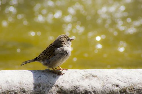 sparrow bird ave