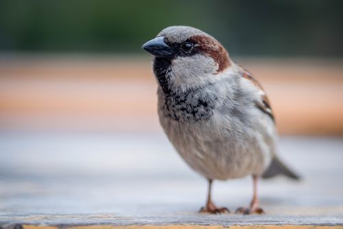 sparrow bird close