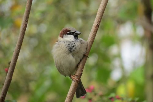 sparrow bird nature