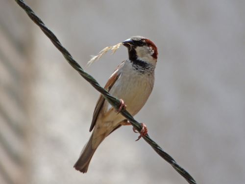 sparrow pardal twig
