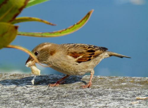 sparrow sperling bird