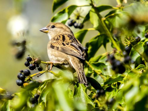 sparrow sperling house sparrow