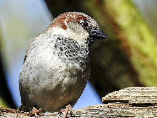 sparrow sperling house sparrow