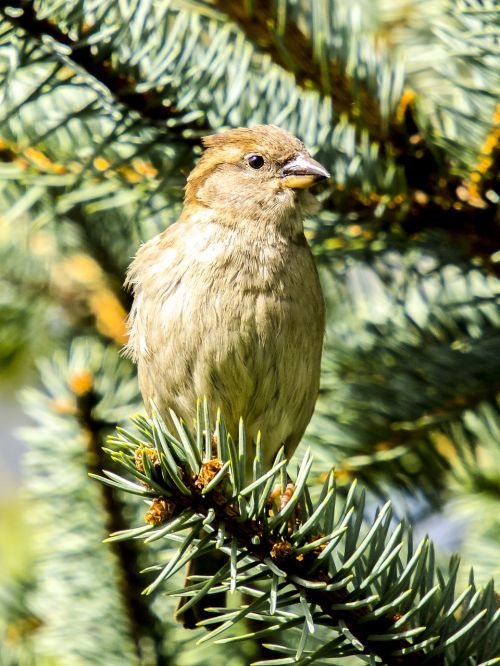 sparrow sperling house sparrow